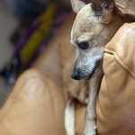 Stichting Huis voor Dieren